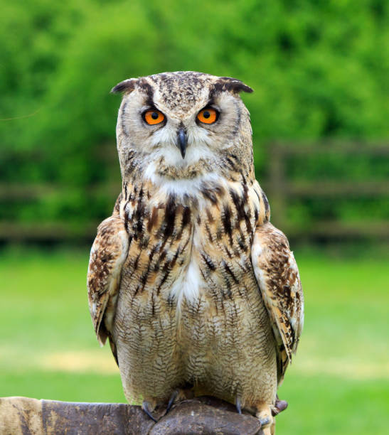 istock Portrait of an eagle owl 675910078