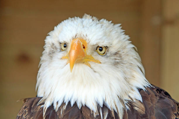 istock Close up frontal shot of an american bald eagle 675910252