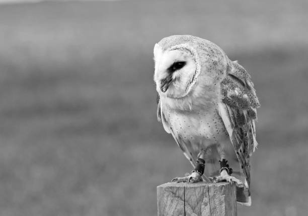 istock Black and white image of a common barn owl resting 675910262