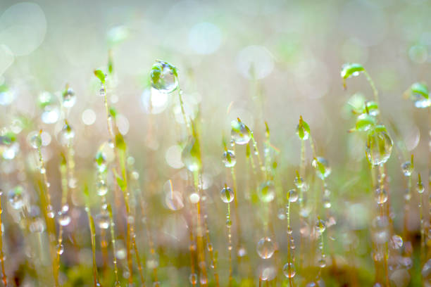 wachsende grüne sprout - water drop leaf earth stock-fotos und bilder