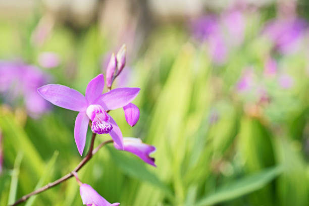 Bletilla striata Reichb. Fil.