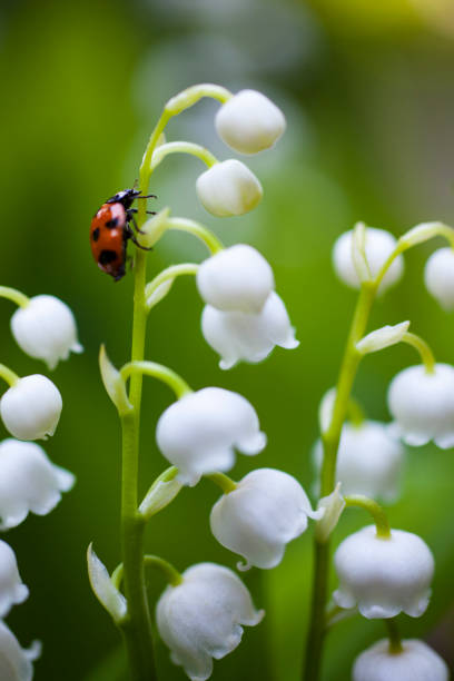 Ladybug on the lily of the valley Ladybug on the lily of the valley lily of the valley stock pictures, royalty-free photos & images