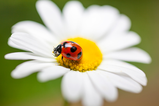 Ladybug sits on a flower