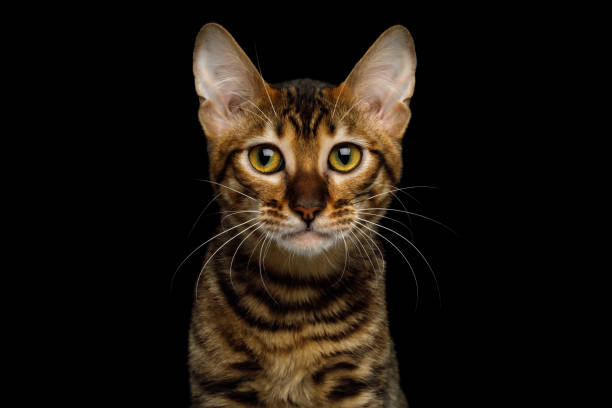 istock Toyger Cat on isolated Black Background 675916328