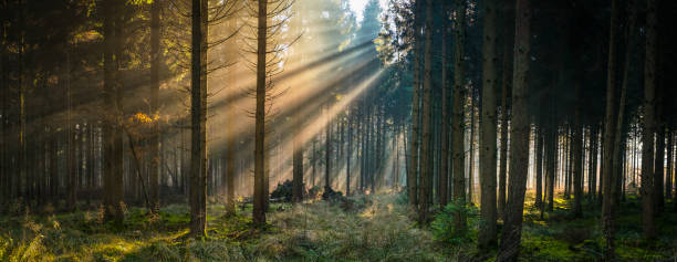 Golden beams of early morning sunlight streaming through the pine needles of a green forest to illuminate the soft mossy undergrowth in this idyllic woodland glade.