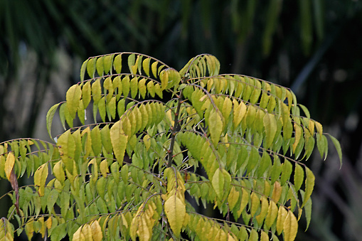 Murraya koenigii linn spreng, Curry Leaf Tree, ayurvedic medicinal plant, India