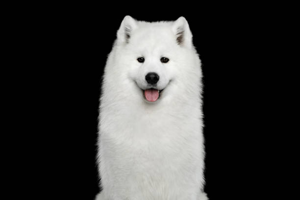 istock Samoyed dog isolated on Black background 675926922