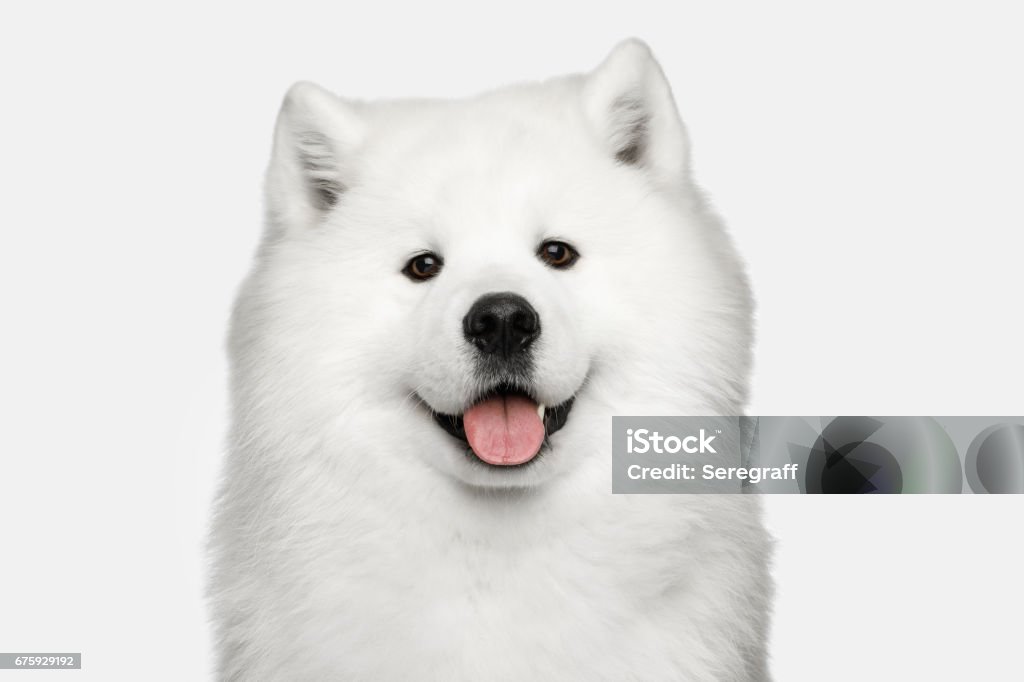 Samoyedo perro aislado sobre fondo blanco - Foto de stock de Perro libre de derechos