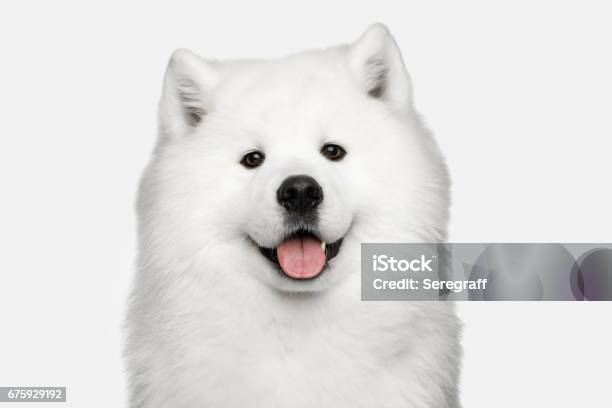 Samoyedo Perro Aislado Sobre Fondo Blanco Foto de stock y más banco de imágenes de Perro - Perro, Suave y sedoso, Samoyedo