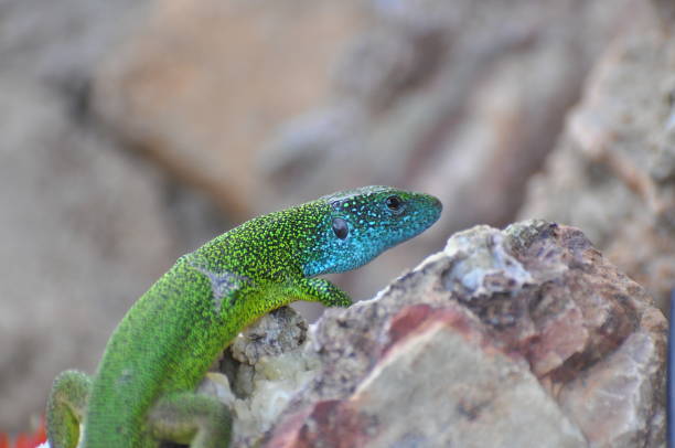 istock Green european lizard in nature. 675929260