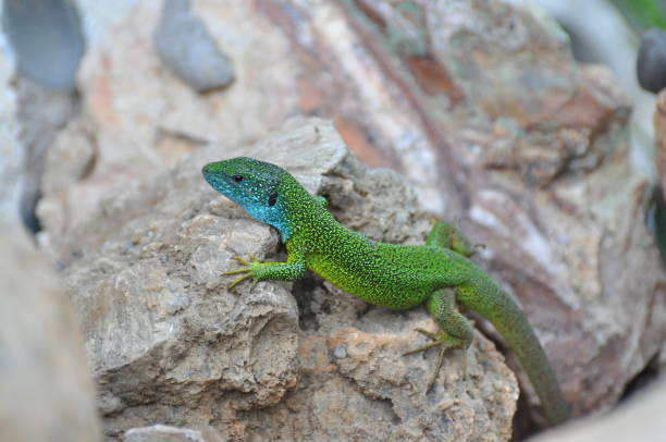 istock Green european lizard in nature. 675929468