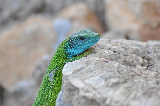 istock Green european lizard in nature. 675929476
