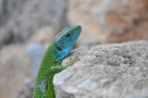 istock Green european lizard in nature. 675929478