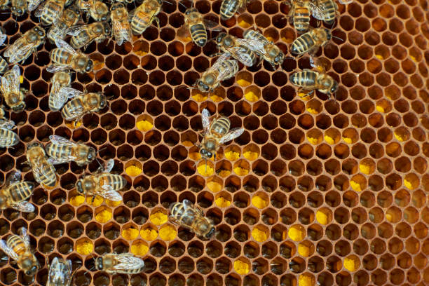 The bee pollen stored in the combs stock photo