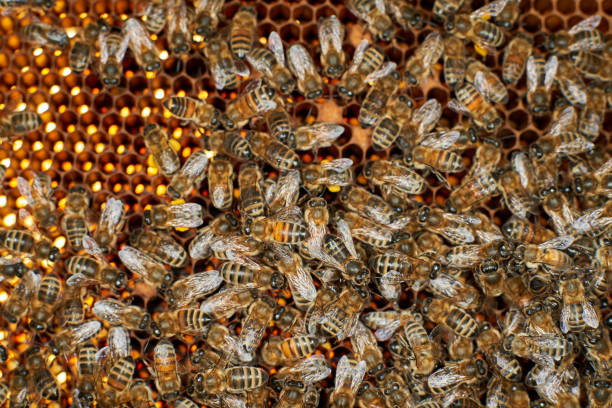 istock View of the working honey bees on honeycomb 675930900