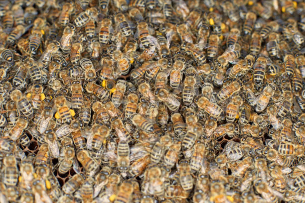 Honey bees and honeycomb stock photo