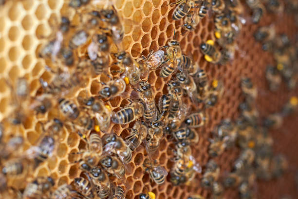 Close up of honey bees on a honeycomb stock photo