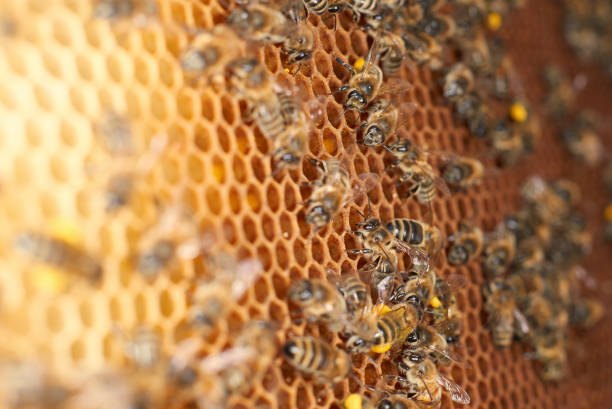 Honey bees on honeycomb stock photo