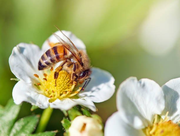 Bee on the strawberry flower stock photo