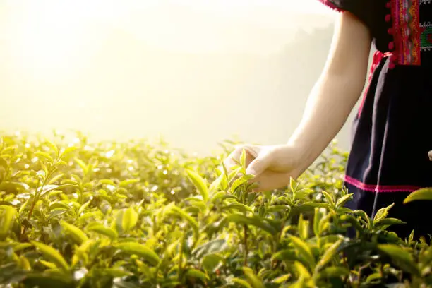 Photo of Little hill tribe farmer from Thailand picking tea leaves on tea plantation at Chui Fong , Chiang Rai, Thailand. Morning time with sunrise.