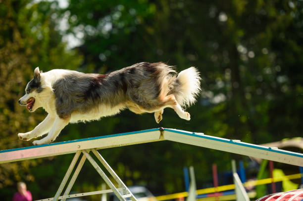 istock Australian Shepherd on the ramp 675932168
