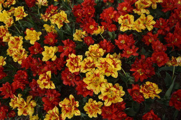 flower garden in Central Park