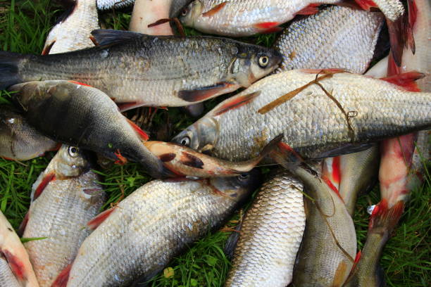 istock perches common nases breames and crucian 675936448