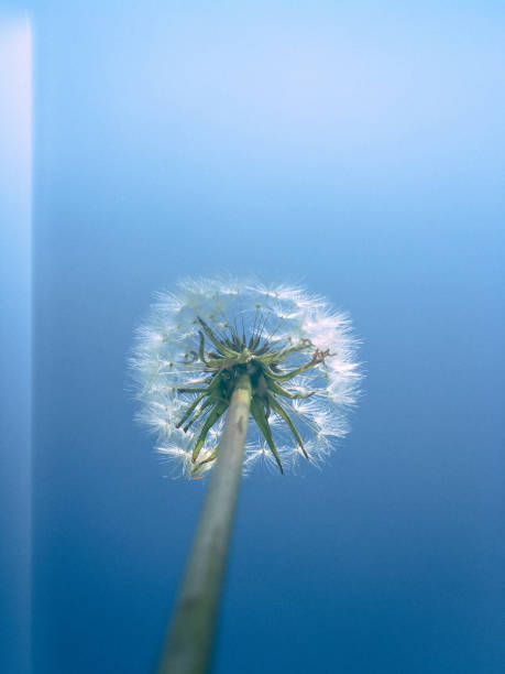 istock Single Dandelion in Seed From Below Against Blue Sky 675936980