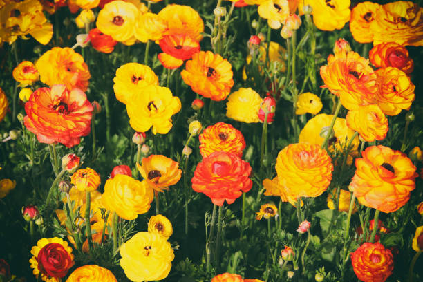 istock Image of beautiful yellow spring flowers. 675939534
