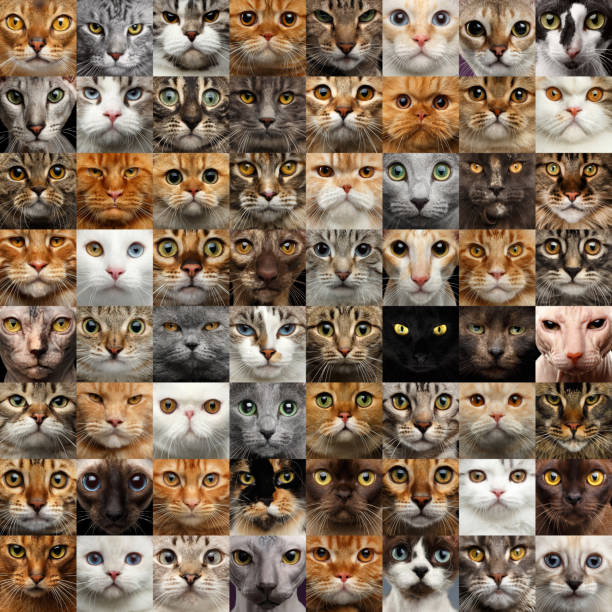 collage de 64 visages de chat - grand groupe danimaux photos et images de collection