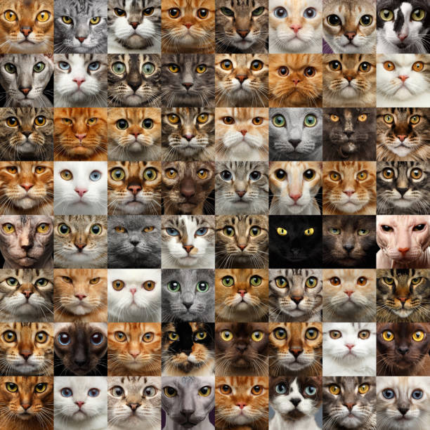 collage di 64 volti di gatto - grande gruppo di animali foto e immagini stock