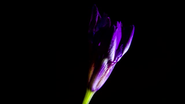 Purple iris blooms on a black background