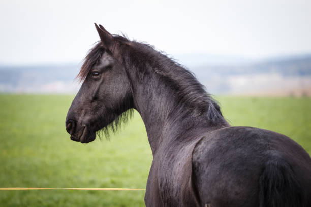 фризская лошадь на пастбище. красивая кобыла фризской лошади с длинной маной. - horse black stallion friesian horse стоковые фото и изображения