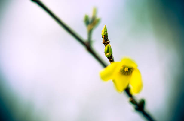 istock Forsythia intermedia yellow flower at bunch 675948342