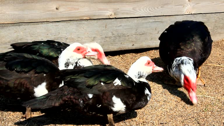 230+ Young Muscovy Duck Stock Videos and Royalty-Free Footage - iStock