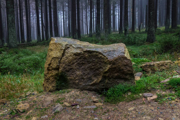 The old and autumn forest in Harz, Germany.