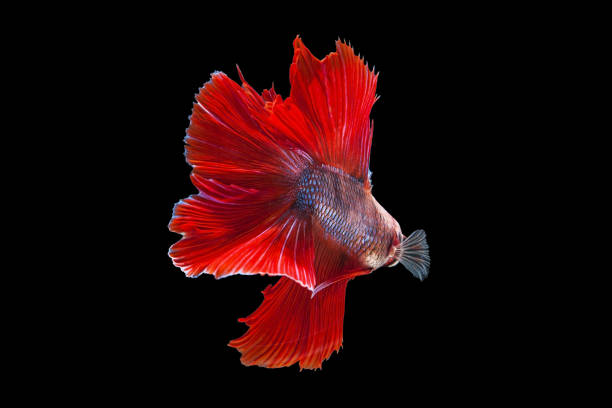 betta de la media luna lucha hermosos peces primer plano - siamese fighting fish crown tail freshwater space fotografías e imágenes de stock