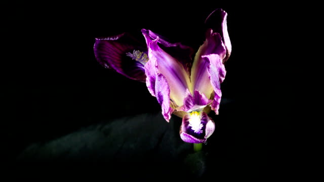 Lilac wild iris unfolds