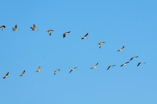 Karadağ in Karaman and pigeons flying in the sky