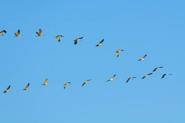 Common Cranes (Grus Grus) birds during migration season Common Cranes (Grus Grus) birds near a moor in Germany during migration season in autumn. eurasian crane stock pictures, royalty-free photos & images