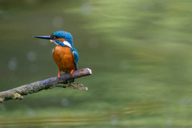 istock Common Kingfisher sitting on a branch overlooking a small pond. 675956488