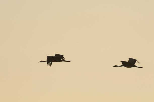 istock Common Cranes (Grus Grus) birds during migration season 675956862