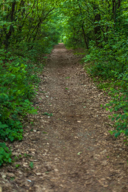 istock Green Forest of Belgrade 675958790