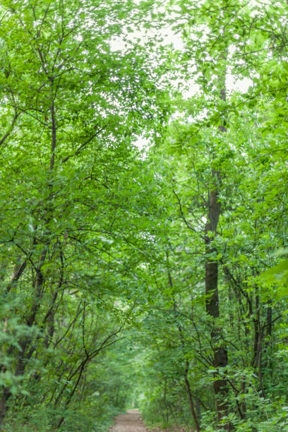 istock Green Forest of Belgrade 675958794
