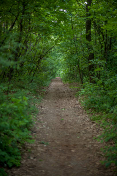istock Green Forest of Belgrade 675958844