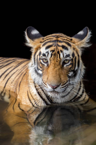 istock Bengal Tiger at Ranthambore National Park - India 675959024