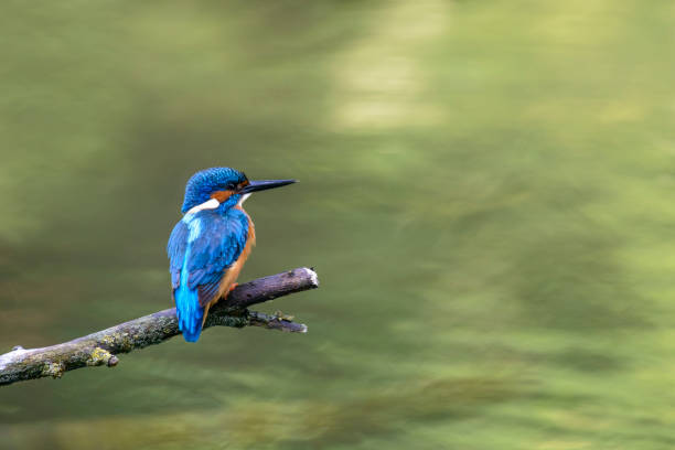 istock Common Kingfisher sitting on a branch overlooking a small pond. 675959044