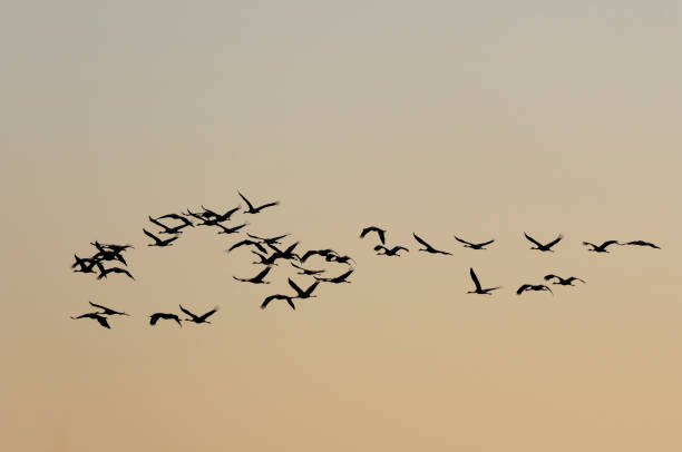 istock Common Cranes (Grus Grus) birds during migration season 675959058
