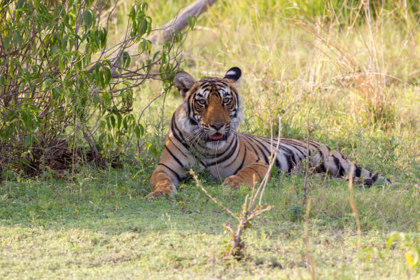 istock Bengal Tiger at Ranthambore National Park - India 675959172