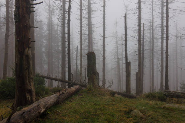 istock The old and autumn forest in Harz, Germany 675960740